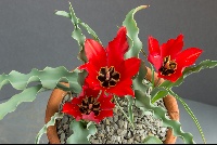 Tulipa armena lycica